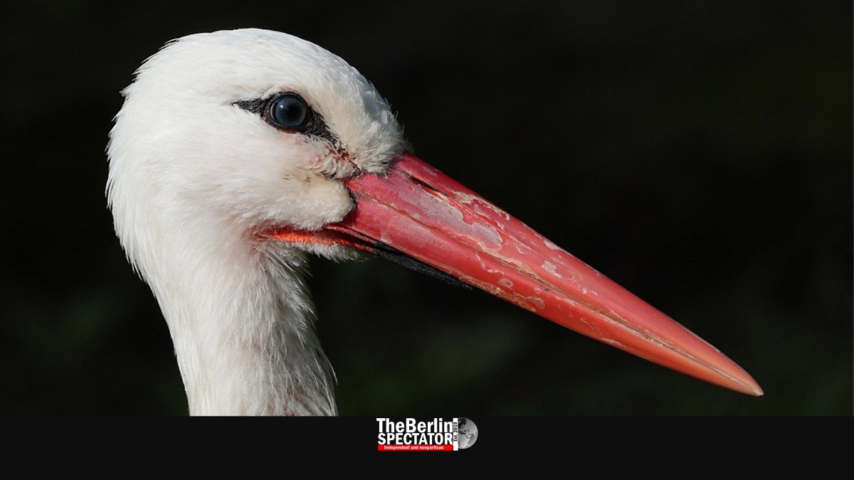 German White Stork Population More Than Quintuples