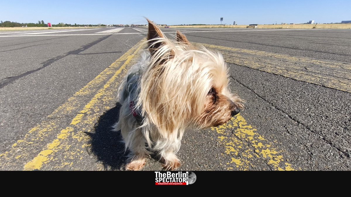 An Entire Airport for Dogs