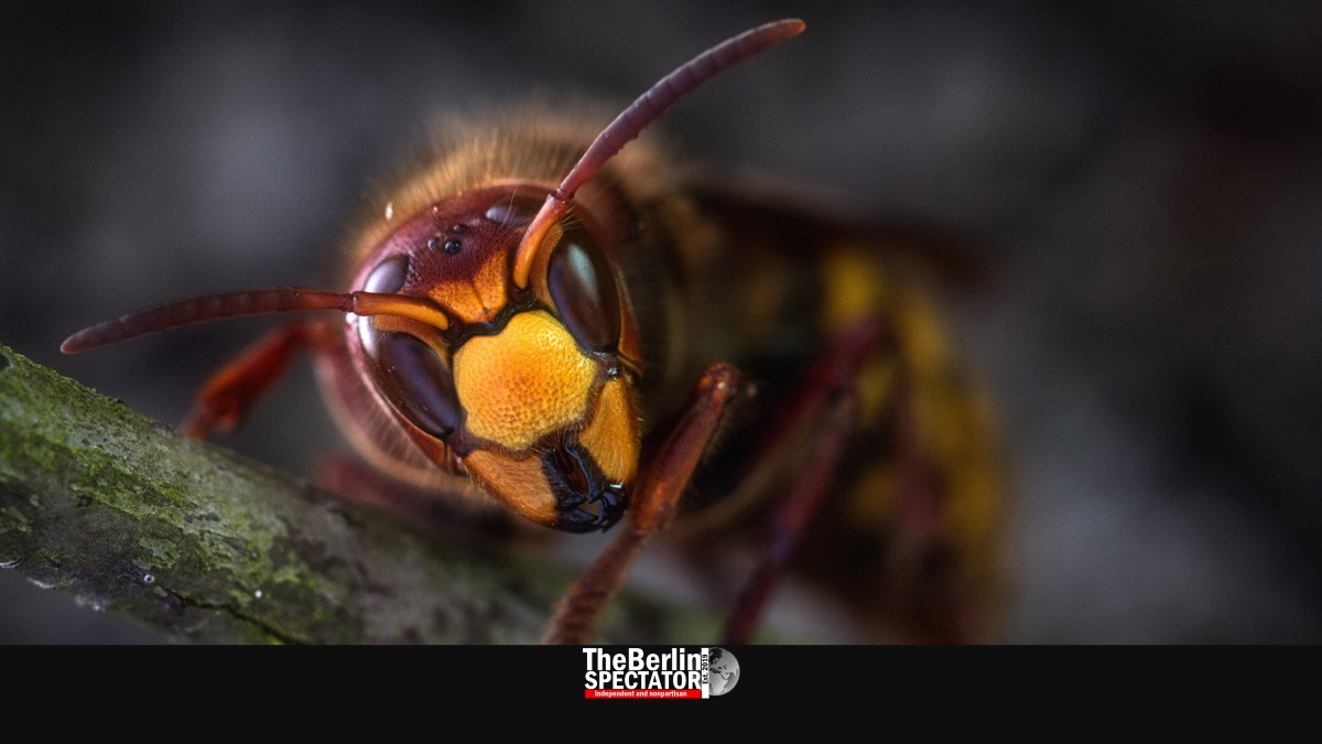 Asian Hornet Sighting in Berlin’s Neukölln District